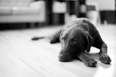 Dog lying in living room. Photo : Jessica Peterson