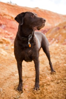 Portrait of dog. Photo : Jessica Peterson
