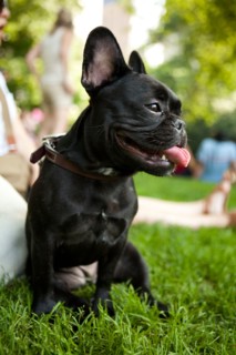 USA, New York, New  York City. Portrait of French Bulldog sitting on grass. Photo : Jessica