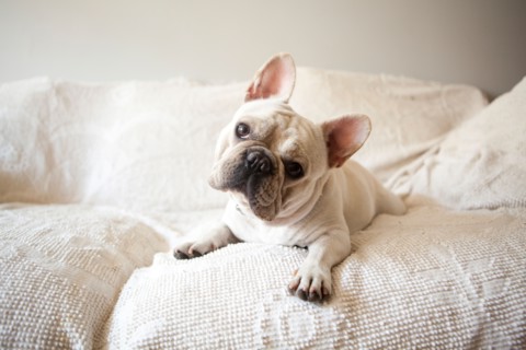 Portrait of French Bulldog lying down on sofa. Photo : Jessica Peterson