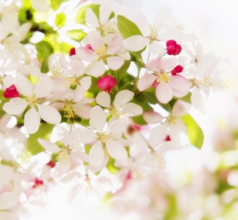 Flower blossoms.