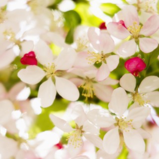 Flower blossoms.