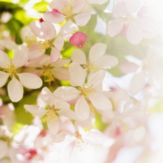 Flower blossoms.