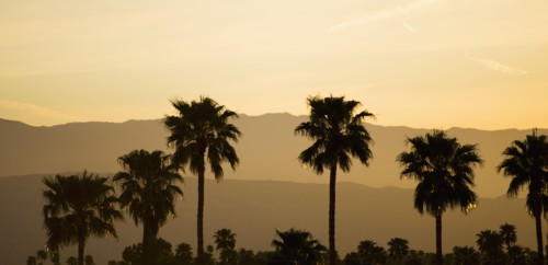 USA, California, Palm Springs, Palm trees silhouetted at sunset.