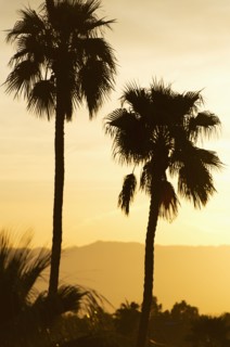 USA, California, Palm Springs, Palm trees silhouetted at sunset.