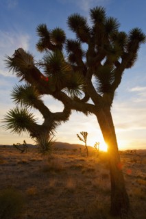 USA, California, Joshua Tree National Park at sunset.