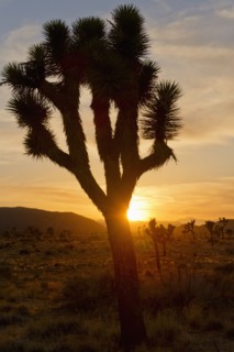 USA, California, Joshua Tree National Park at sunset.
