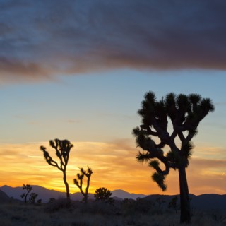 USA, California, Joshua Tree National Park at sunset.