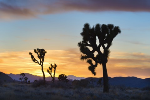 USA, California, Joshua Tree National Park at sunset.