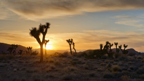 USA, California, Joshua Tree National Park at sunset.