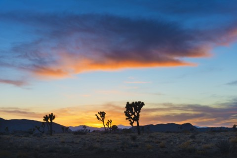 USA, California, Joshua Tree National Park at sunset.