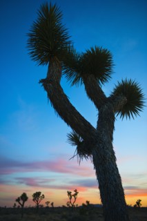 USA, California, Joshua Tree National Park at sunset.