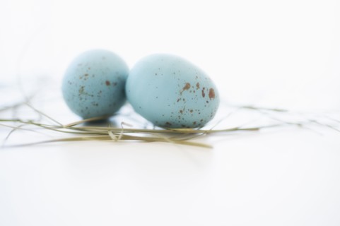 Studio shot of blue eggs.