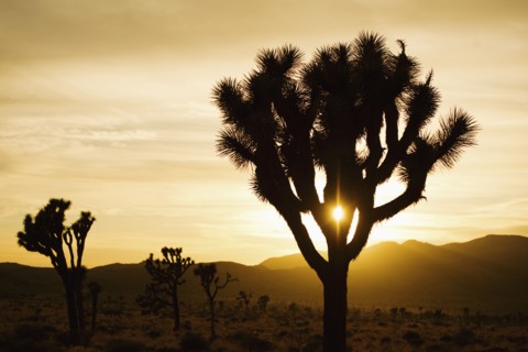 USA, California, Joshua Tree National Park, Joshua trees silhouetted at sunset.