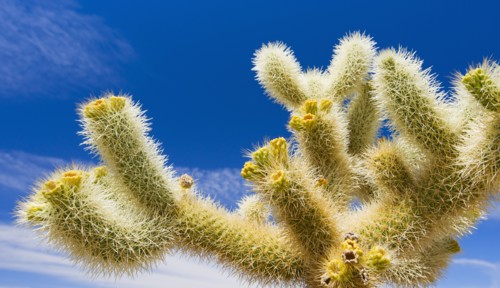 USA, California, Joshua Tree National Park, Cholla cactus.
