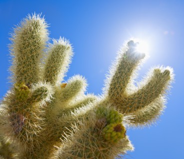 USA, California, Joshua Tree National Park, Cholla cactus.