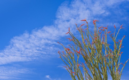 USA, California, Joshua Tree National Park, Ocotillo cactus.