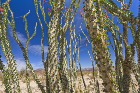 USA, California, Joshua Tree National Park, Ocotillo cactus.