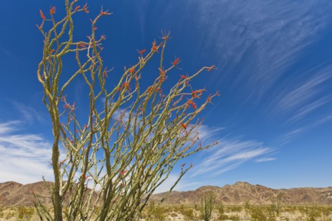 USA, California, Joshua Tree National Park, Ocotillo cactus.