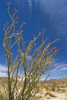 USA, California, Joshua Tree National Park, Ocotillo cactus.
