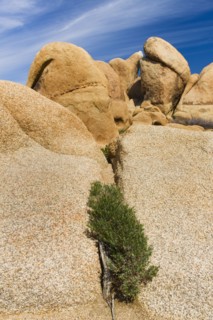 USA, California, Joshua Tree National Park, Rock formations.
