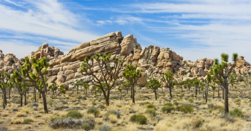 USA, California, Joshua Tree National Park, Joshua trees in desert.