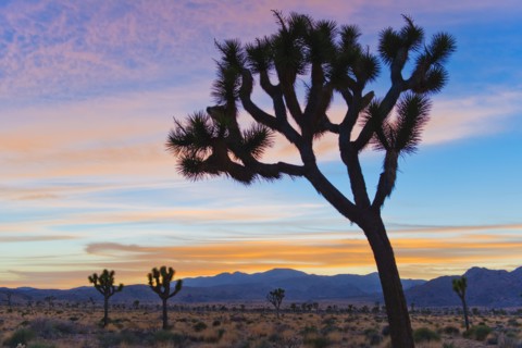 USA, California, Joshua Tree National Park, Desert at sunrise.