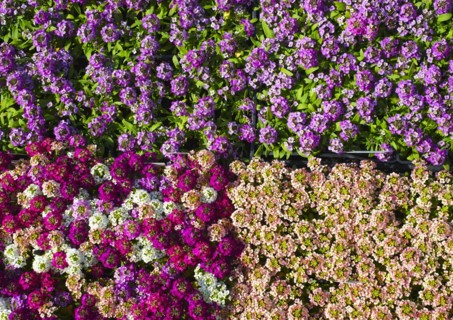 Collection of seedlings.