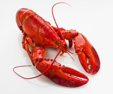 Cooked lobster.
