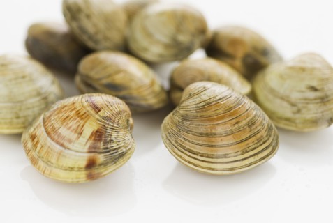 Shellfish.