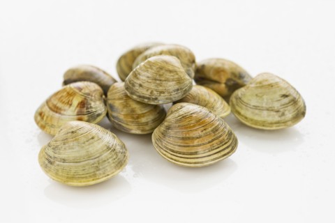 Shellfish.