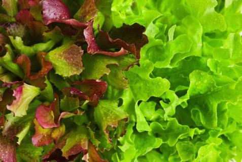 Lettuce leaves.