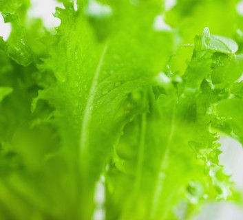 Lettuce leaves.