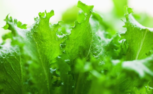 Lettuce leaves.