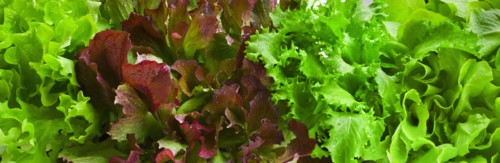 Lettuce leaves.