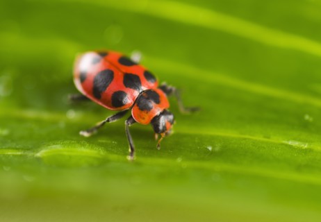 Ladybug on leaf.