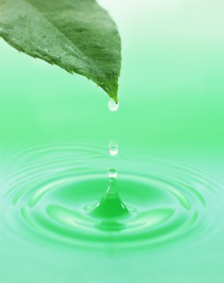 Leaf with green droplet.