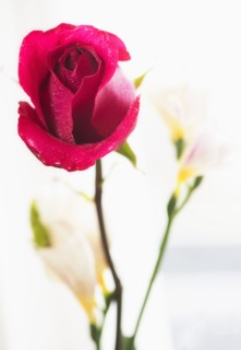 Close-up of red rose.
