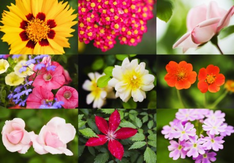 Flower montage.