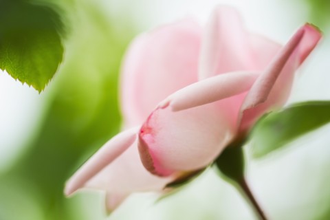 Pale pink rose.