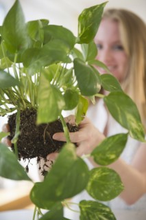 Woman holding plant. 
Photo : Jamie Grill
