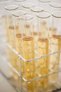 Liquid in test tubes. 
Photo : Jamie Grill