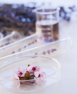 Close up of lavender and laboratory glassware, studio shot. 
Photo : Daniel Grill