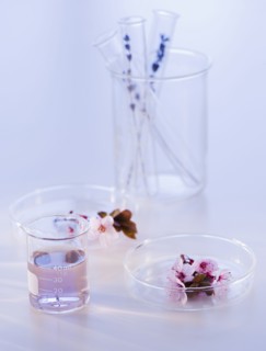 Close up of lavender and laboratory glassware, studio shot. 
Photo : Daniel Grill
