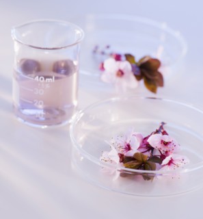 Close up of flowers in laboratory glassware, studio shot. 
Photo : Daniel Grill