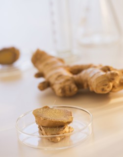 Close up of ginger root in beaker, studio shot. 
Photo : Daniel Grill