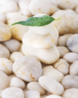 Close up of green leaf on pebble stones, studio shot. 
Photo : Daniel Grill