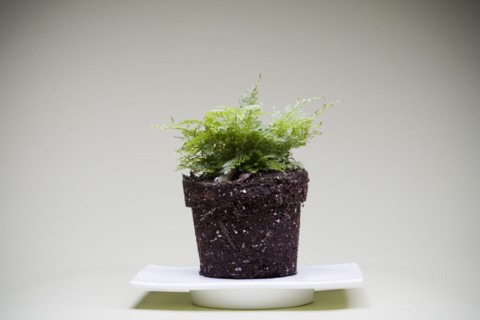 Fern without flower-pot. 
Photo : Kristin Lee