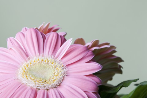 Close-up of pink daisy flower. 
Photo : Kristin Lee