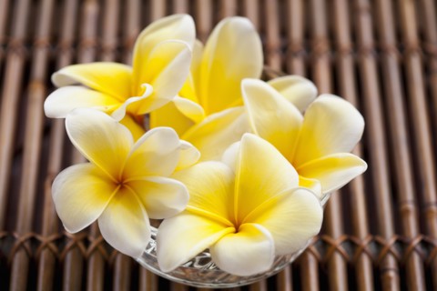 Vase with plumeria bouquet. 
Photo : Kristin Lee